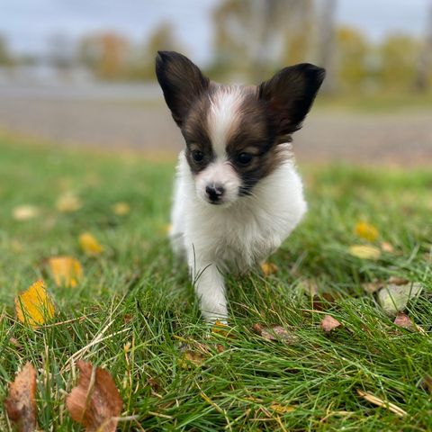 Papillon tispe