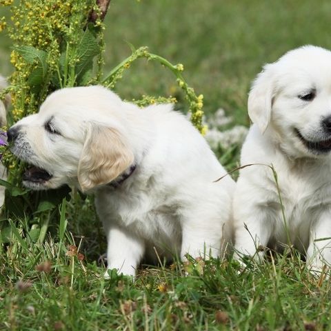 Ønsker golden retriever hann valp