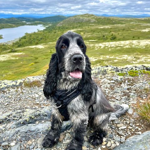 Cocker Spaniel til omplassering