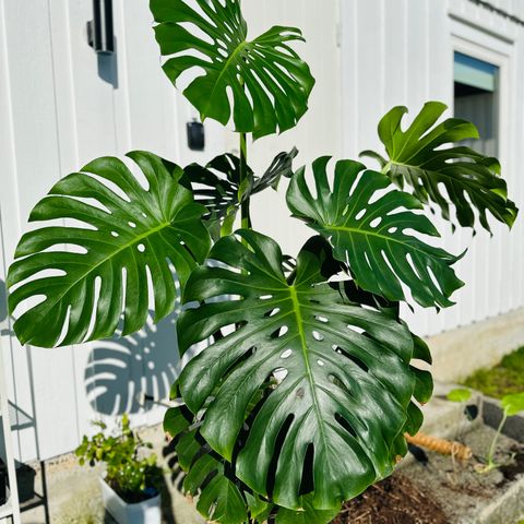 Monstera Plante