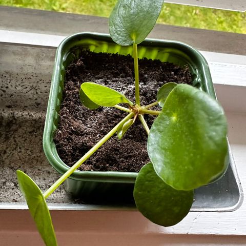 Pilea pengeplante