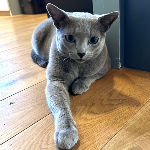 Russian blue hannkatt søker sitt for-alltid-hjem