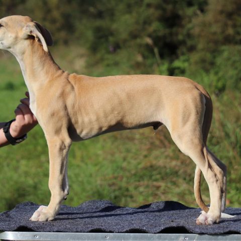 Leveringsklare Spanske Galgo valper