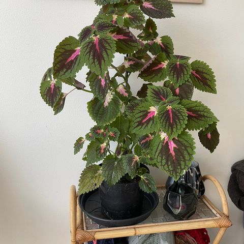 Coleus