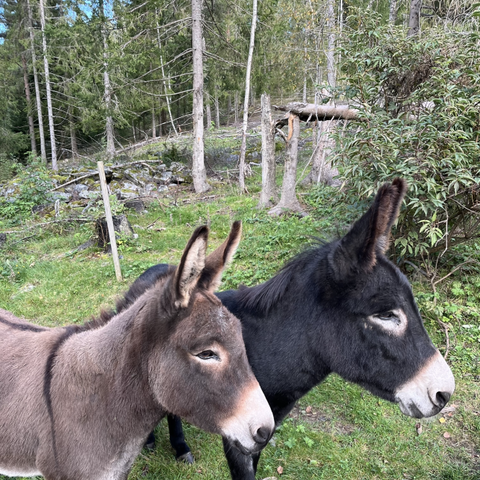 Esel hoppe og vallak selges