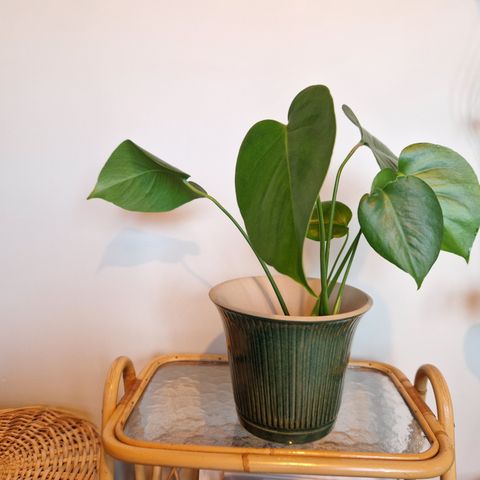 Monstera plante