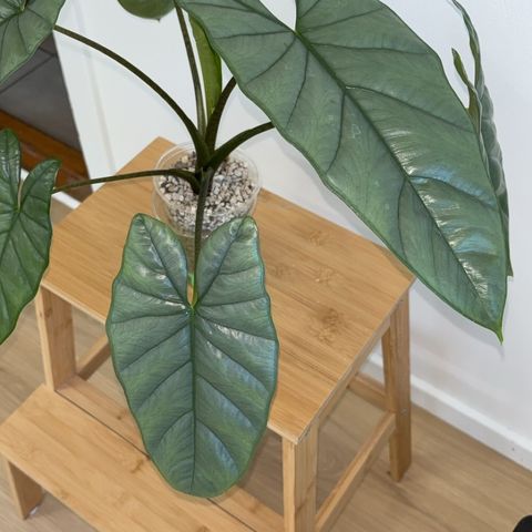 Alocasia Corazon knoller