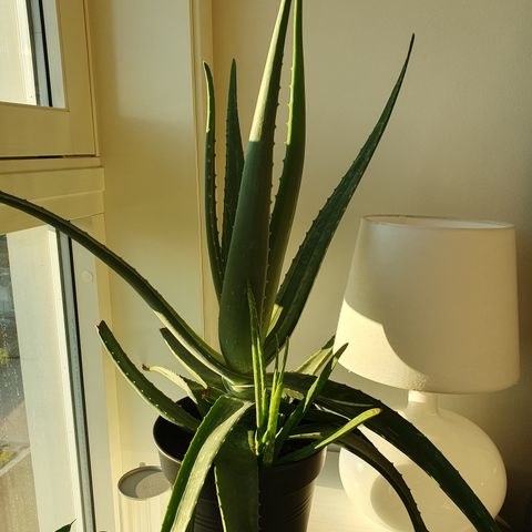 Stor og fin Aloe Vera plante selges