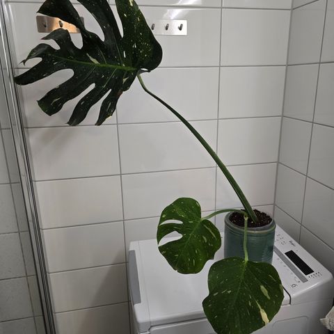 Billig Monstera Thai Constellation hel plante