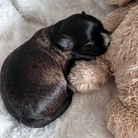 Renraset Bichon Havanais tisper ledig i Bergen