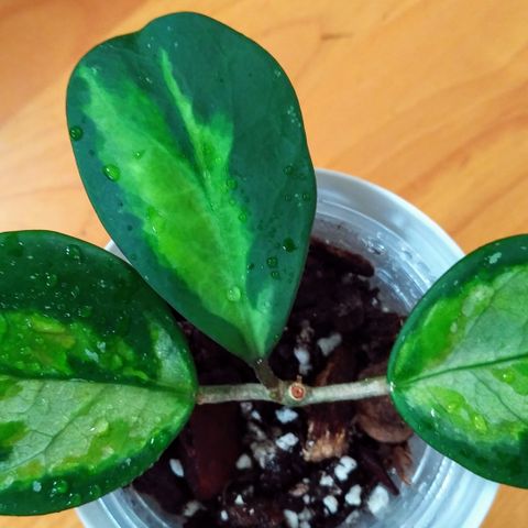 RESERVERT! Hoya obovata variegata - etablert plante m. 3 blader