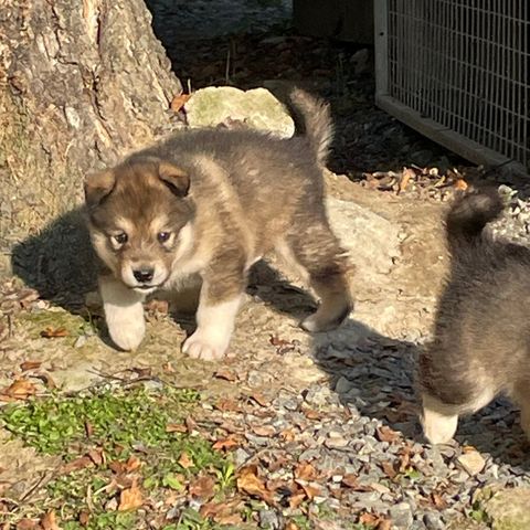 Alaskan malamute valper til salgs