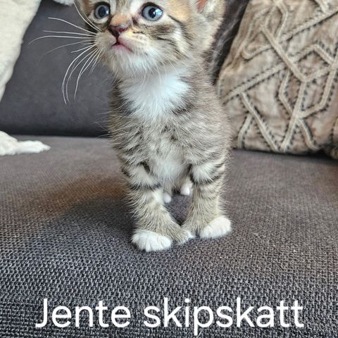 8 kattunger til salgs