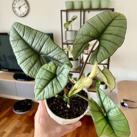 Alocasia Platinum