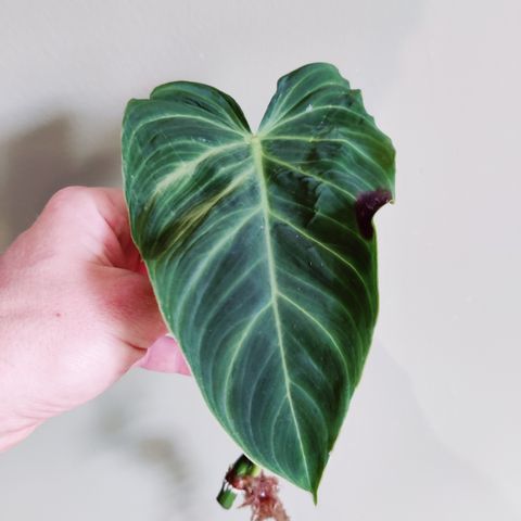 Philodendron Splendid stikling