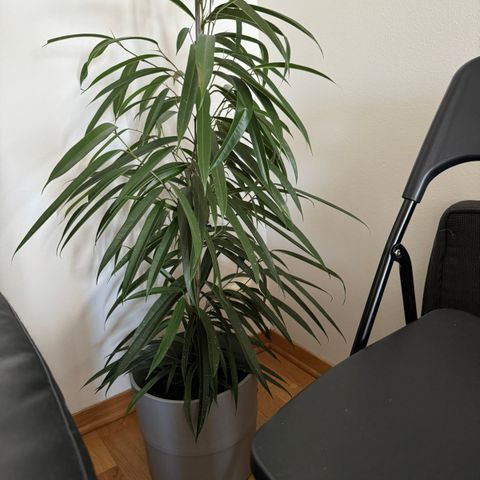 Plante med potte - IKEA