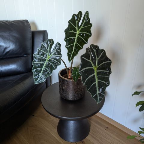 Alocasia + pot