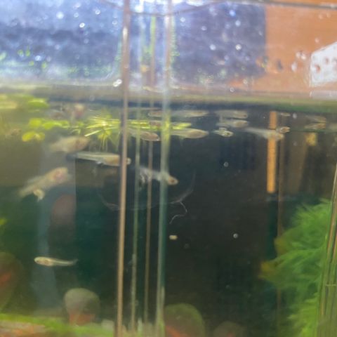 Yngel (Endlers Guppy)