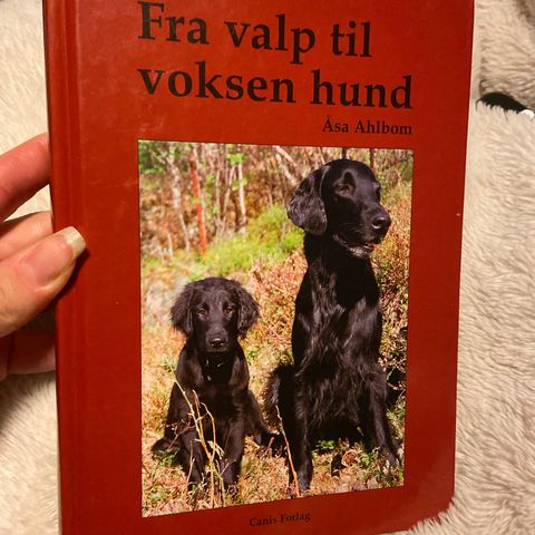 Fra valp til voksen- alt du trenger å vite om valpeoppdragelse