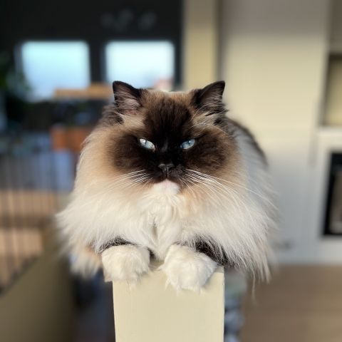 Ragdoll omplasseres