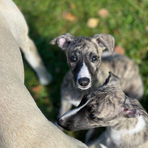 Whippet - to nydelige tisper søker 5 stjerners hjem!