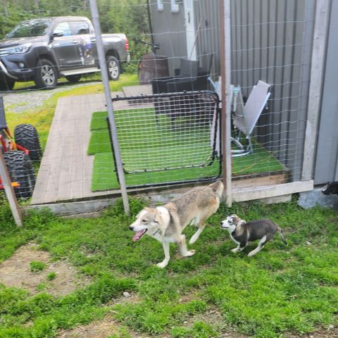 2 Alaska husky tisper