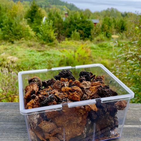 Chaga