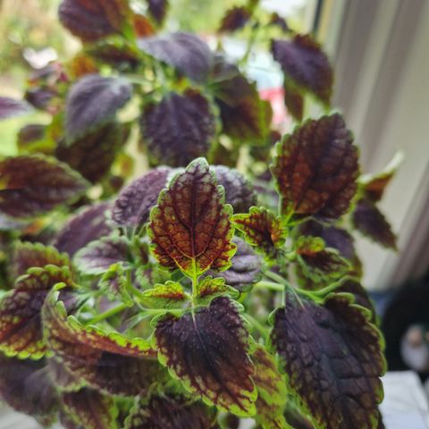 Coleus