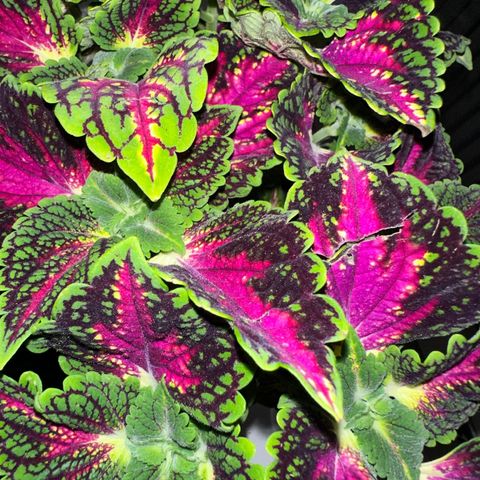 Coleus Praktspragle Palettblad stiklinger