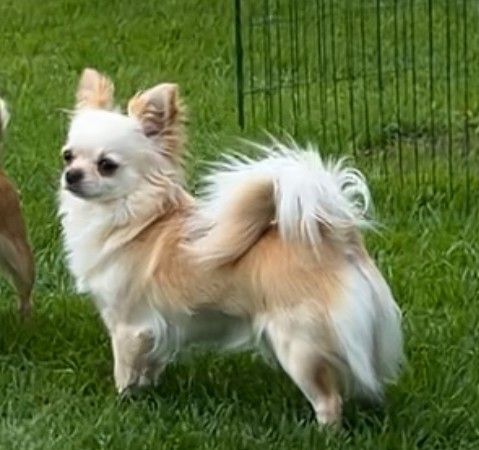 Chihuahua tispe