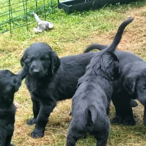 FLAT COATED (Flatcoated) RETRIEVER VALPER Leveringsklare fra rundt 1. oktober