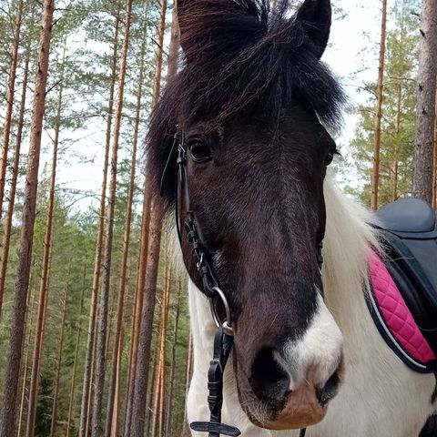 To hester ønsker fôrrytter en dag i uka