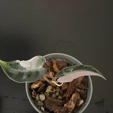 Alocasia bambino pink variegata plante selges.