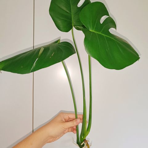 Monstera Stiklinger