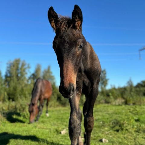 Topp dressurføll e. Sidus QRE/Blue Hors Zack.