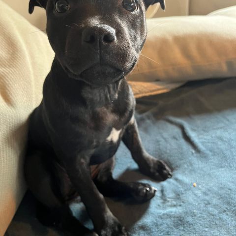 Staffordshire bull terrier tispe