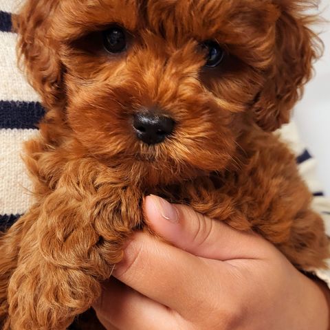 Cavapoo valp