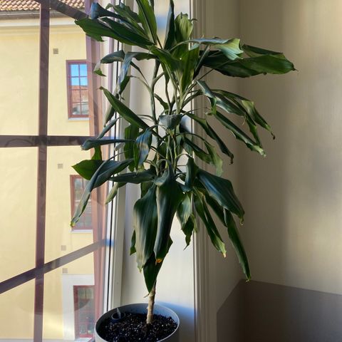 Palme dracena traketre🌴med orthex selvvanningspotte 25 cm gråvær