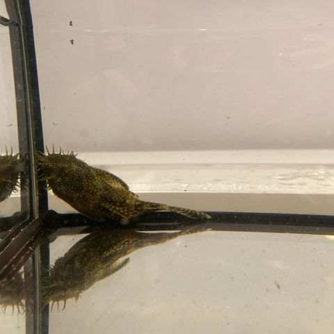 Bristelnose pleco