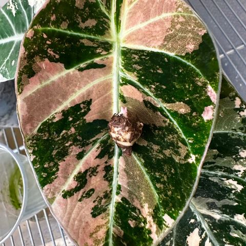 Alocasia Black Velvet Pink knoller