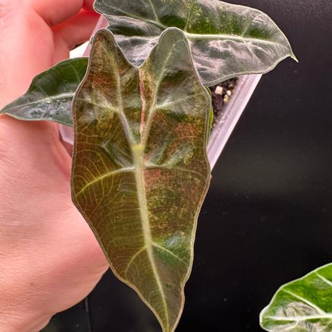 Alocasia Amazonica Splash variegata