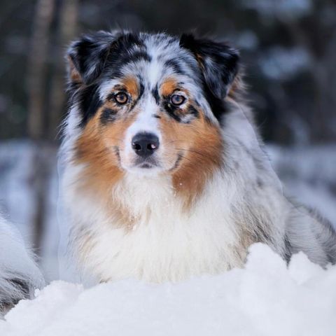 Australian Shepherd valper