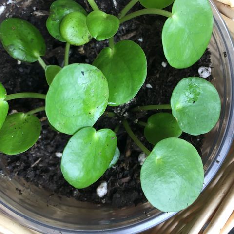 PILEA.  Friske, fine unge planter i potte.