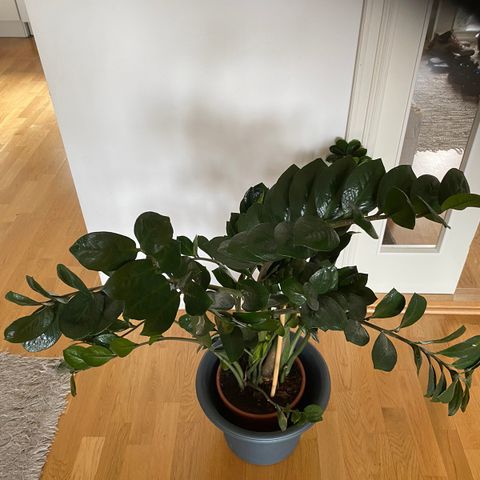 Stor plante