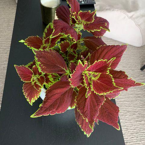 Flott Coleus plante