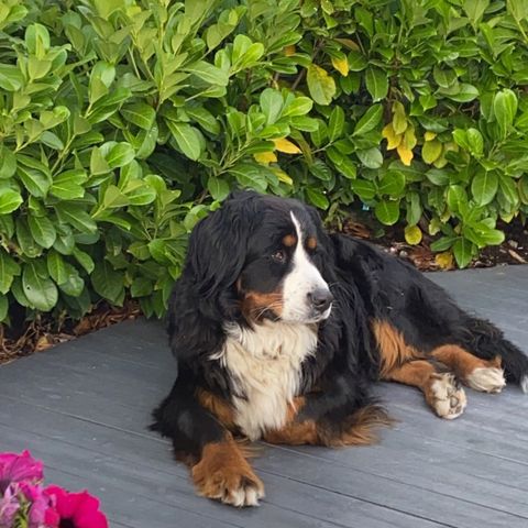 Golden Mountaindog - Berner Sennen - Golden Retriever mix