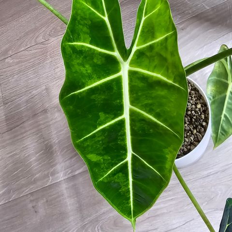 Alocasia frydek aurea