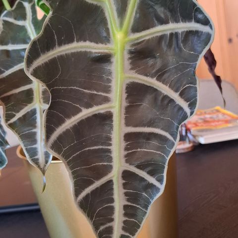 Alocasia polly knollene