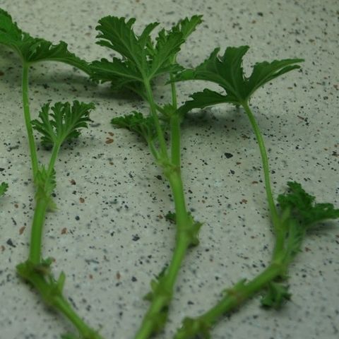 Duft, sitron pelargonia avleggere.