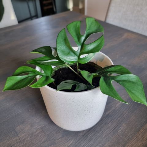 Mini monstera med potte